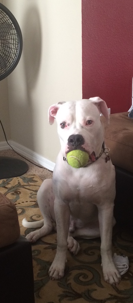 Corleone 