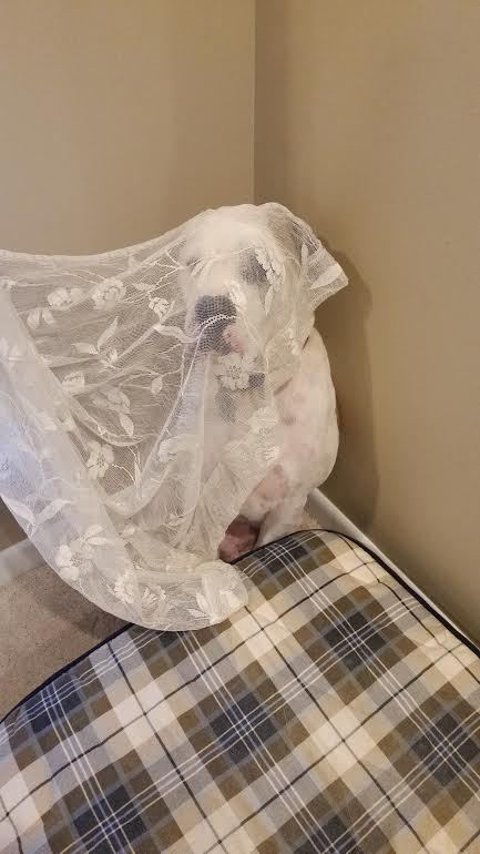 Gus