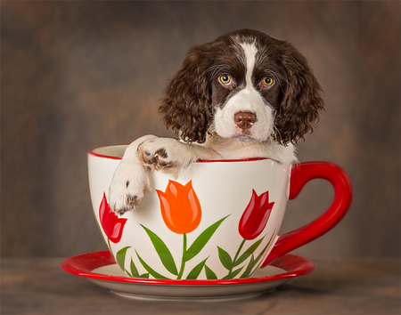 English Springer Spaniel in a teacup