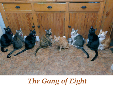 The Gang of Eight