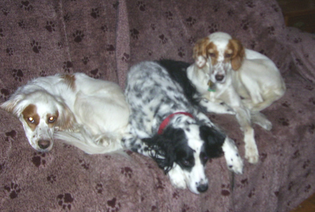 Chester, Ellie & Fresca