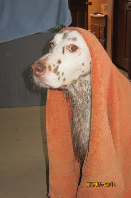 Athos after his bath 