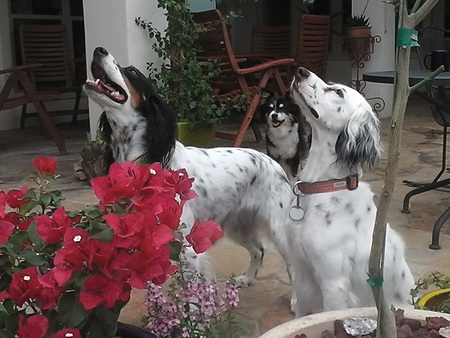 Abby and Callie Cooper, with older sister, Rhea