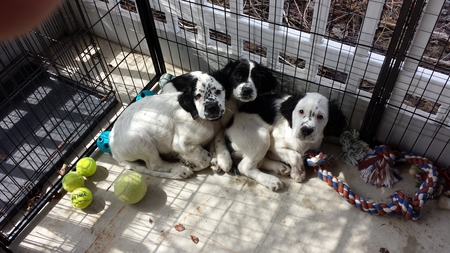 L-Litter----Langley-  Lexi-Lacey