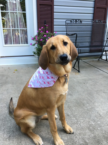 Toula