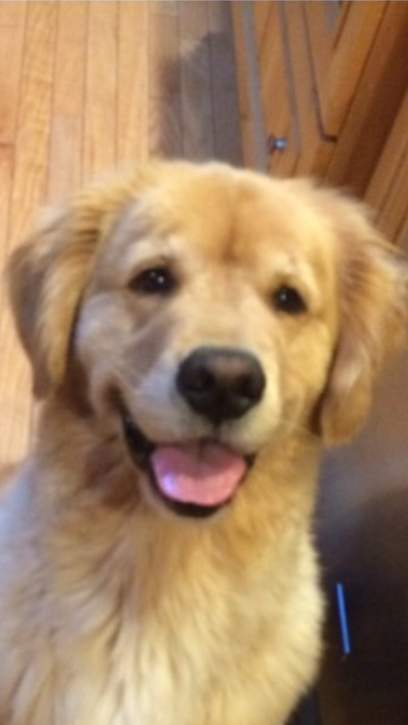 Yogi