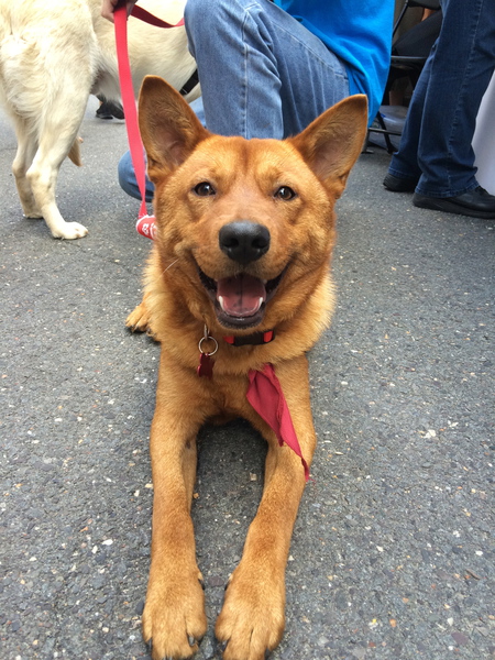 Koda 