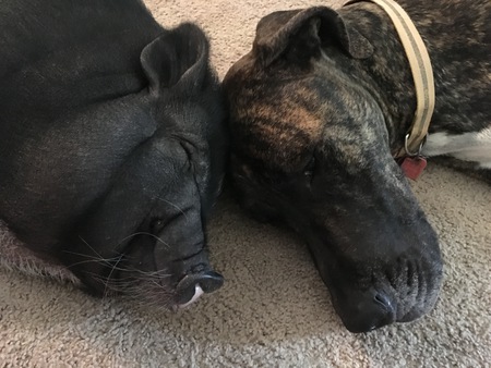 Hunter and Piggy