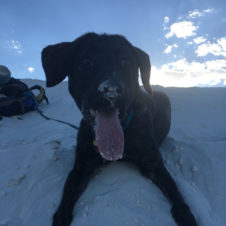 Sadie