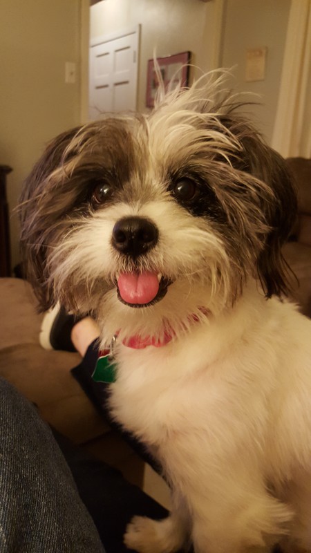 Phoebe
