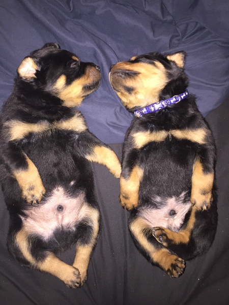 Levi and Duece
