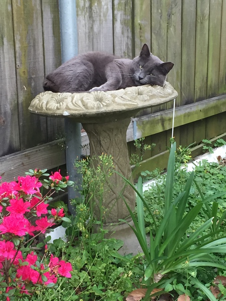 Mr. Gray