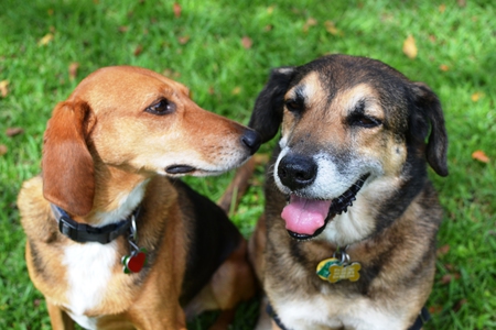 Renny and Rex 