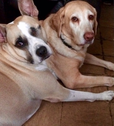 Jasper and Cheif