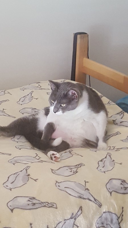 Lolita