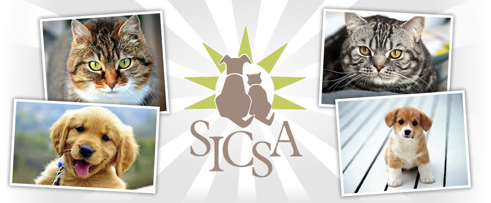 Banner for Do you have the cutest four pawed friend in the city of Springboro?