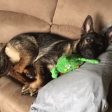 Entry image for Gunner