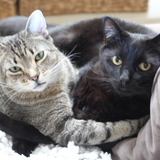 Entry image for Lily and Spooky