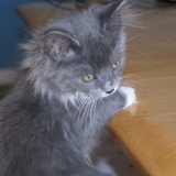 Entry image for Dixie