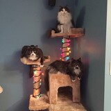 Entry image for Lulu (top),  Sasha (mid),  Dixie (bottom)