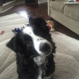 Entry image for Bella Hunter