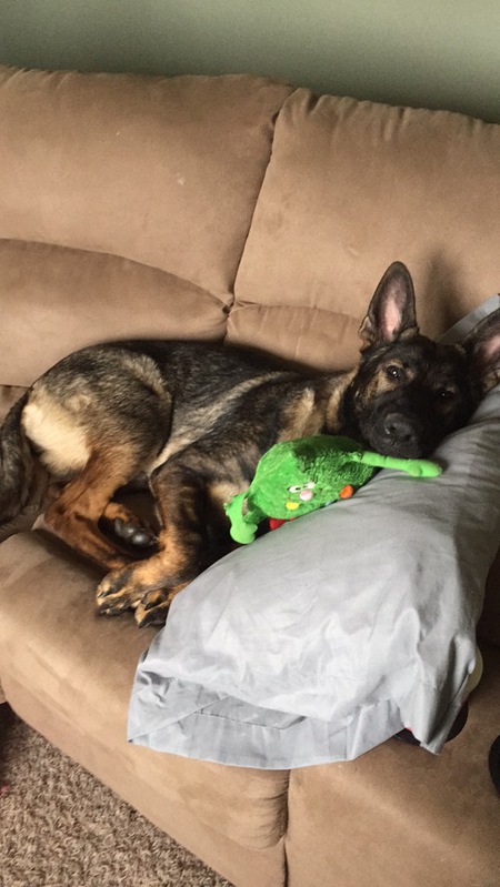 Entry image for Gunner. Clicking this image will show a larger photo