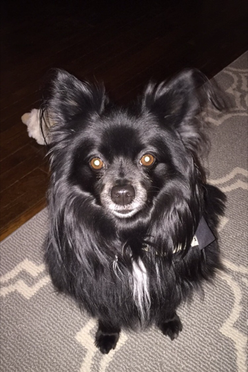 Entry image for Bella . Clicking this image will show a larger photo