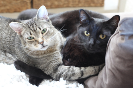 Entry image for Lily and Spooky. Clicking this image will show a larger photo