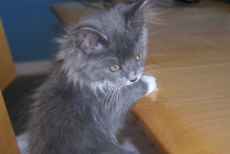 Entry image for Dixie. Clicking this image will show a larger photo