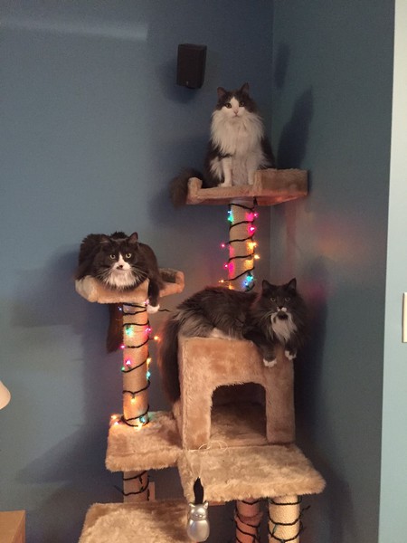 Entry image for Lulu (top),  Sasha (mid),  Dixie (bottom). Clicking this image will show a larger photo