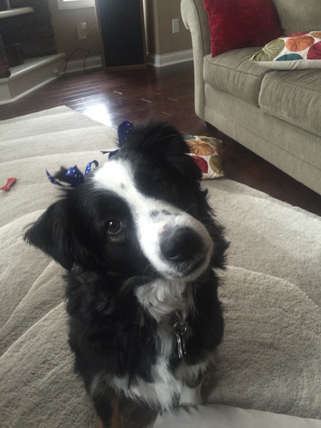 Entry image for Bella Hunter. Clicking this image will show a larger photo