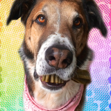 Entry image for Brooks