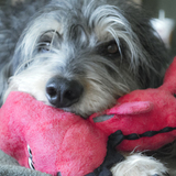 Entry image for Toby
