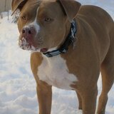 Entry image for Axl