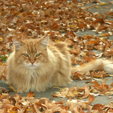 Entry image for CAMO