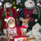 Entry image for Chico & Rosie
