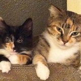 Entry image for Tizzy & Keena