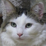 Entry image for Chatty
