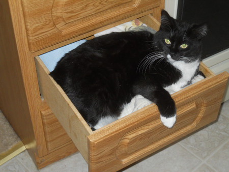 Entry image for Fonzi. Clicking this image will show a larger photo