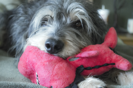 Entry image for Toby. Clicking this image will show a larger photo