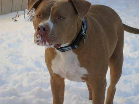 Entry image for Axl. Clicking this image will show a larger photo
