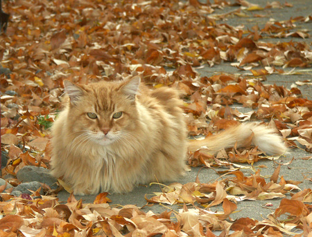 Entry image for CAMO. Clicking this image will show a larger photo