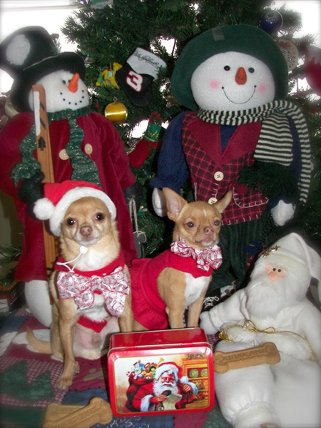 Entry image for Chico & Rosie. Clicking this image will show a larger photo