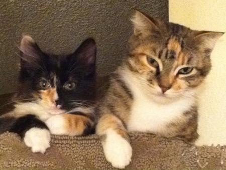 Entry image for Tizzy & Keena. Clicking this image will show a larger photo