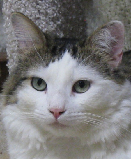Entry image for Chatty. Clicking this image will show a larger photo