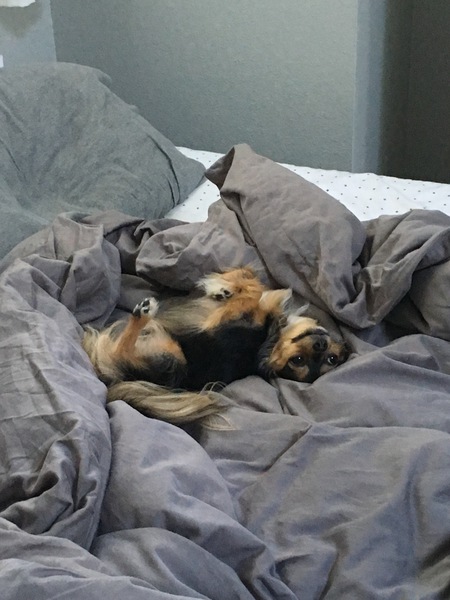 Roo 