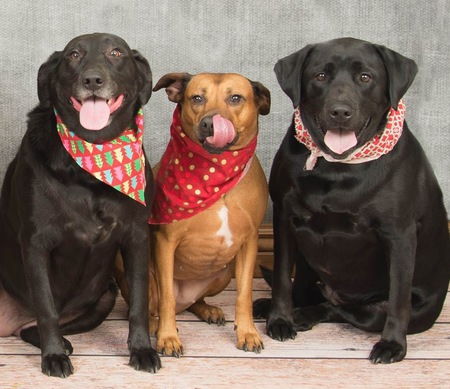 Sophie, Bella & Abbey