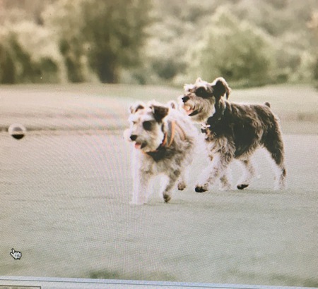 Rudy and Biscuit