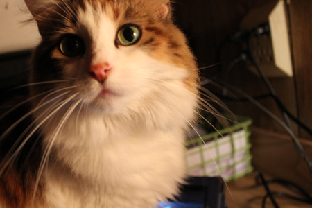 Phoebe