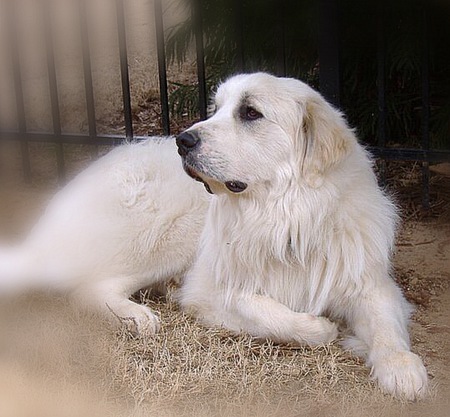 Marley